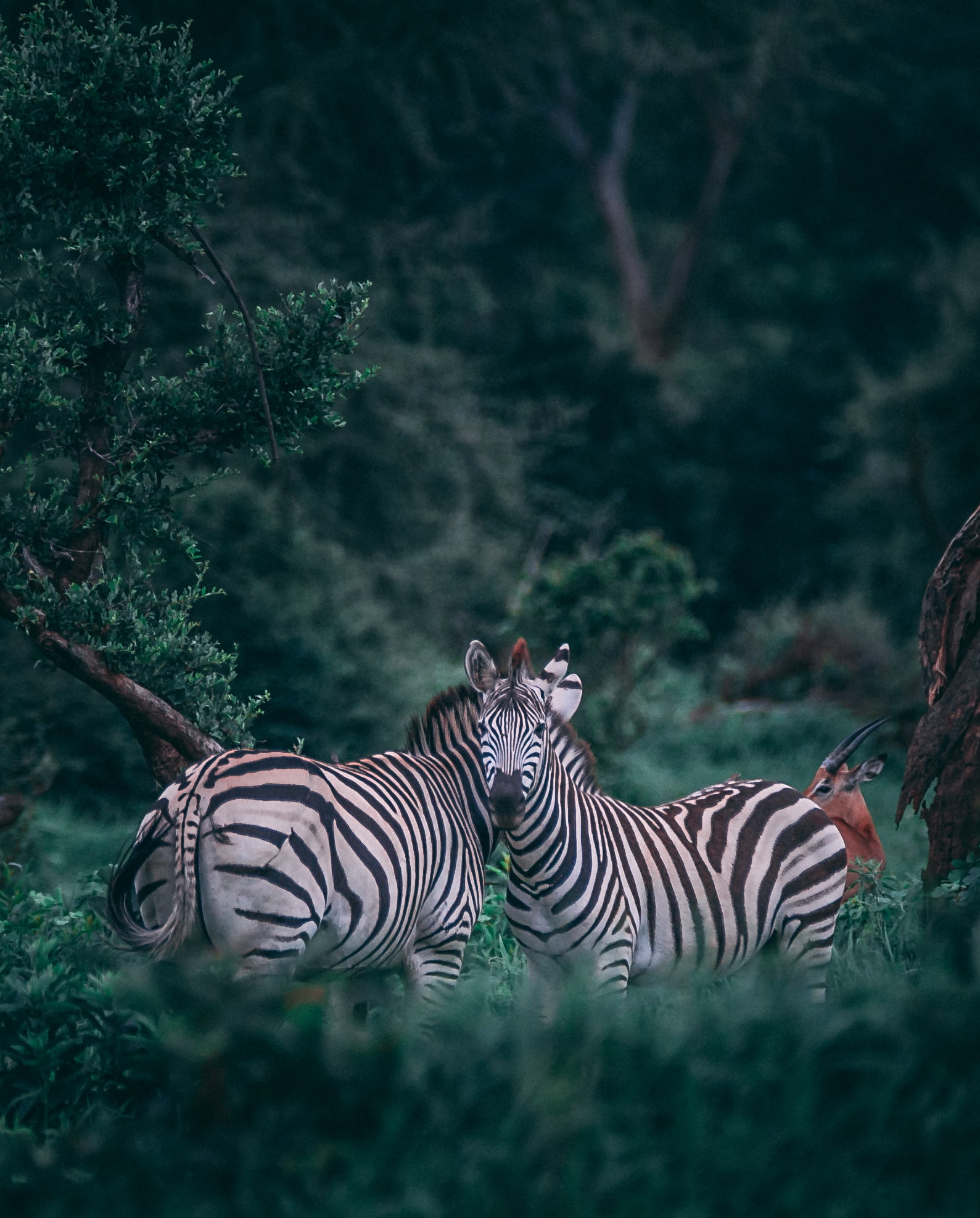 JAMBO AFRICA TRAVEL AND TOURS