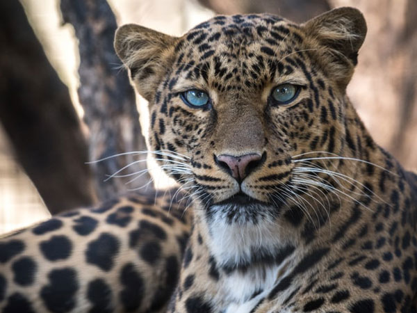 JAMBO AFRICA TRAVEL AND TOURS