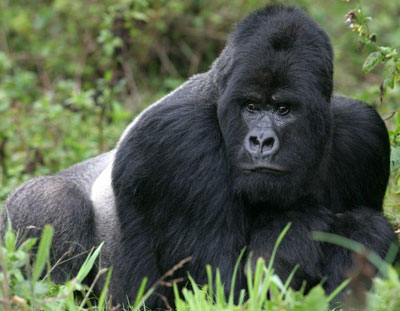 JAMBO AFRICA TRAVEL AND TOURS