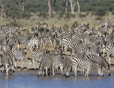 JAMBO AFRICA TRAVEL AND TOURS