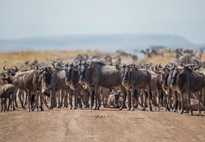 JAMBO AFRICA TRAVEL AND TOURS
