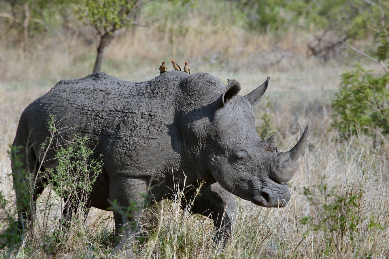 JAMBO AFRICA TRAVEL AND TOURS