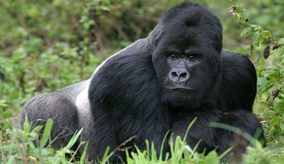 JAMBO AFRICA TRAVEL AND TOURS