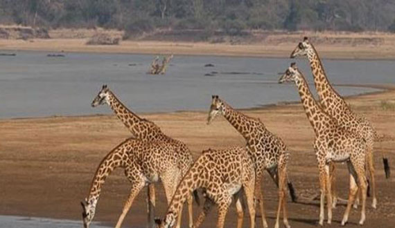 JAMBO AFRICA TRAVEL AND TOURS
