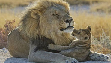 JAMBO AFRICA TRAVEL AND TOURS